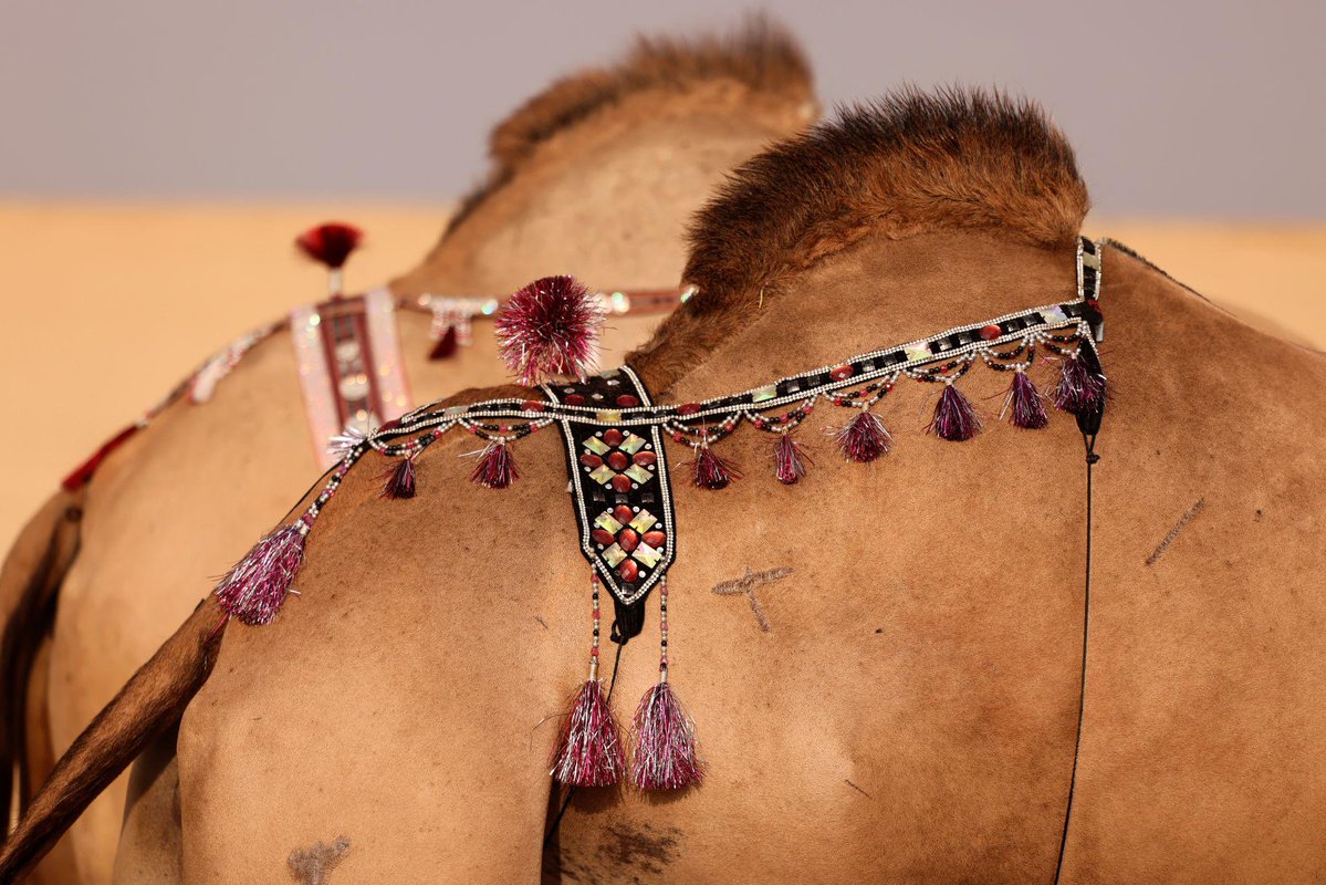 د.منصور الدعجاني tweet media