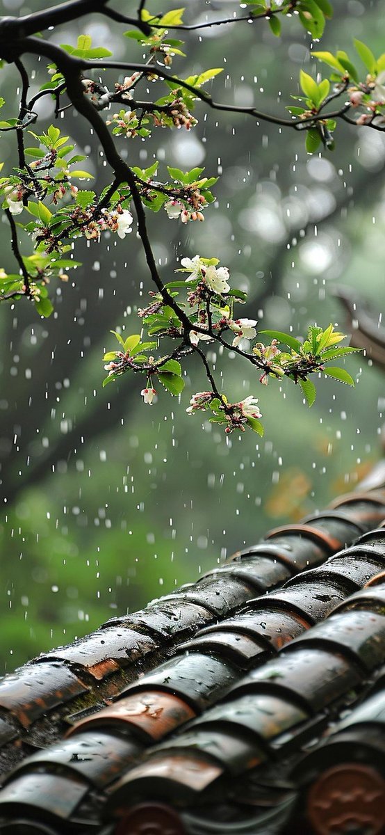 #NatureScenery #NatureVibes #NatureCapture #nature #rain #rainyday