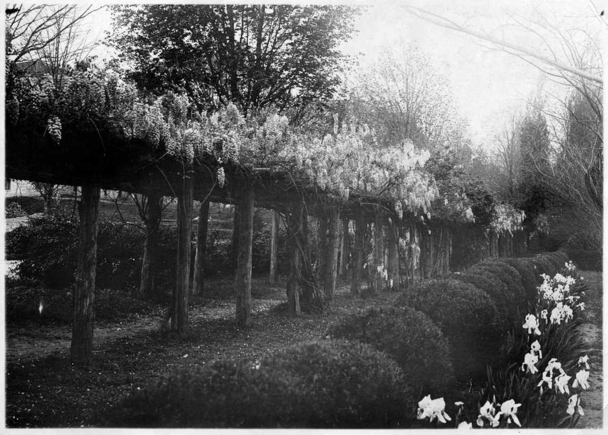 UNC Library tweet media