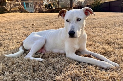 Memphis Humane Society tweet media