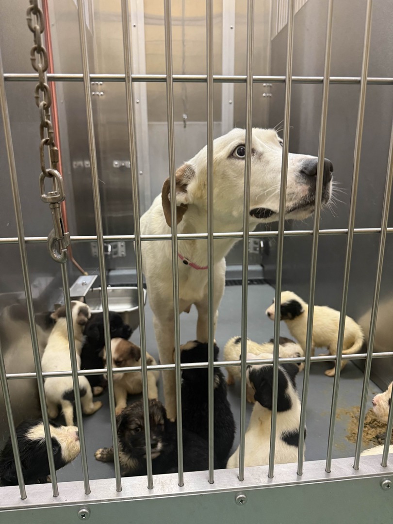 Memphis Humane Society tweet media