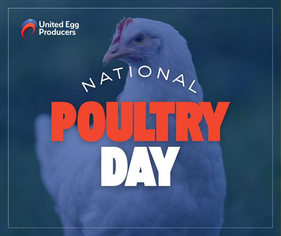 UnitedEggProd's tweet photo. Happy #NationalPoultryDay from UEP and its farmer members!

Our farmers care for their hens 24/7. With science-based welfare standards, rigorous audits, and trained caretakers, bird health is always a top priority.

Learn more➡️ https://t.co/AORwo3KiPq https://t.co/SJs8ezCllH