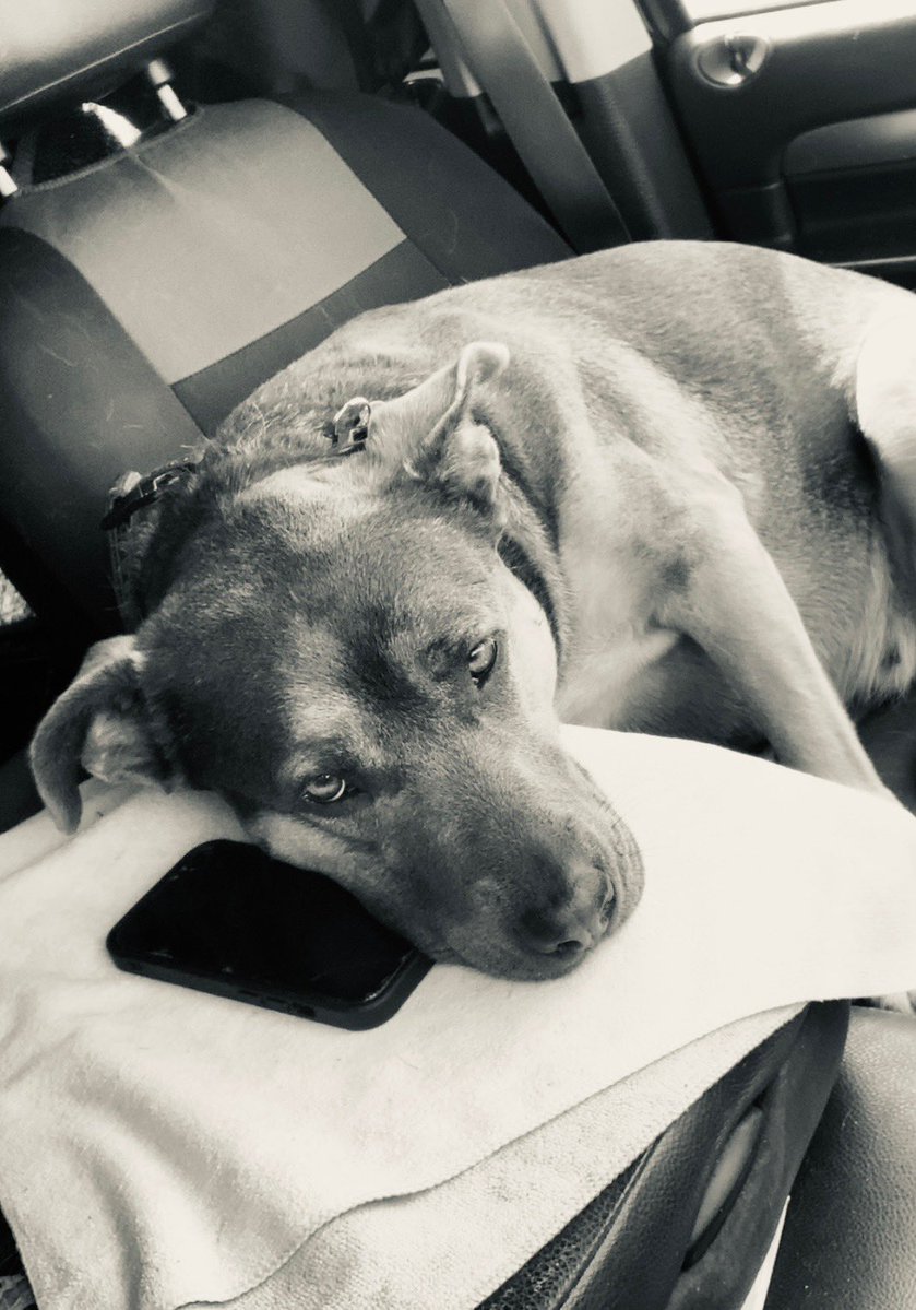 Turtle Sprints tweet media