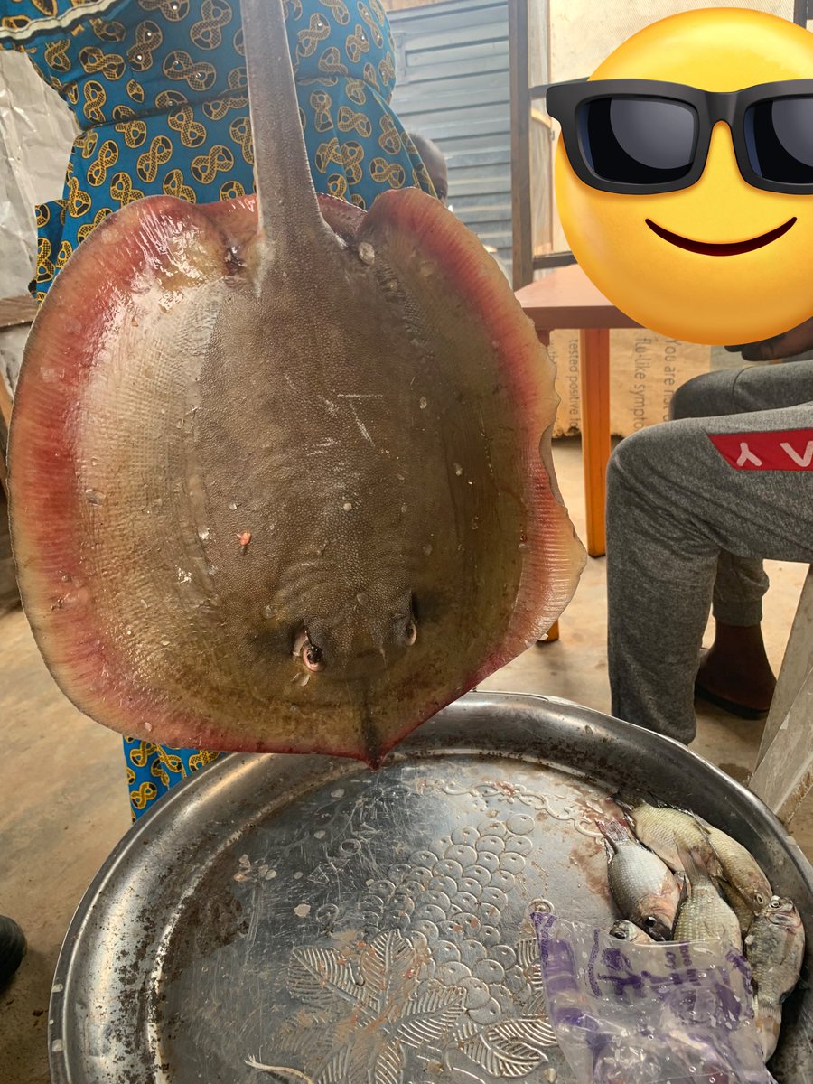 Design Alhaji 👨🏿‍💻 tweet media