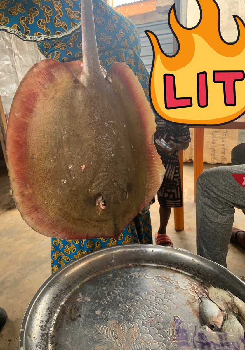 Design Alhaji 👨🏿‍💻 tweet media