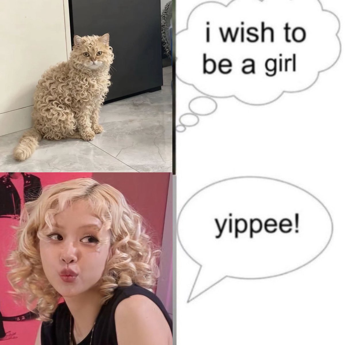 acervo rosé tweet media