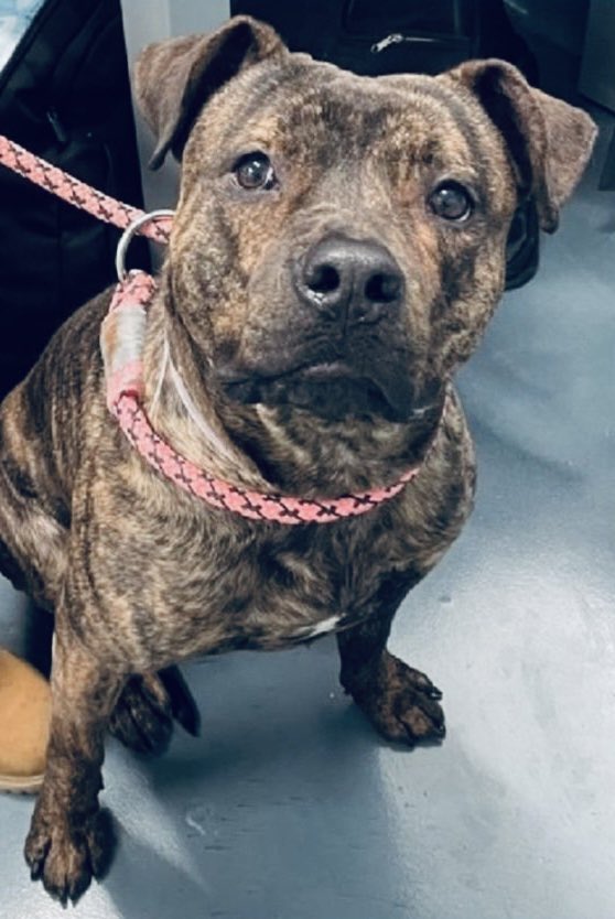 Moishe's Mom tweet media