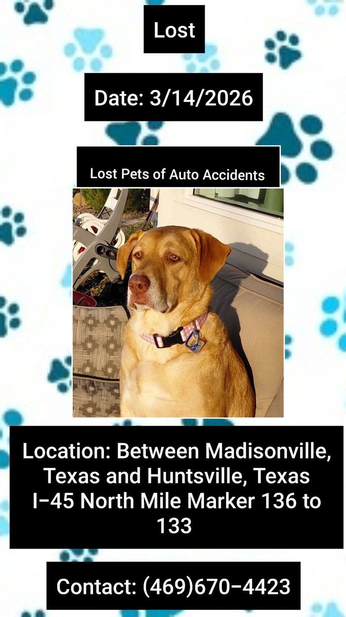 SistersInBiz's tweet image. This yellow Labrador ran off after a car accident 3/14/26
#Madisonville #Texas - #Huntsville #TX 
I-45 North at Mile Marker 136 to 133
Northbound side of I-45
Male
9 Yrs Old
Neutered
Wearing Pink collar
Please contact (469)670-4423 w any sightings
buff.ly/OrI46Ol #Lostdog