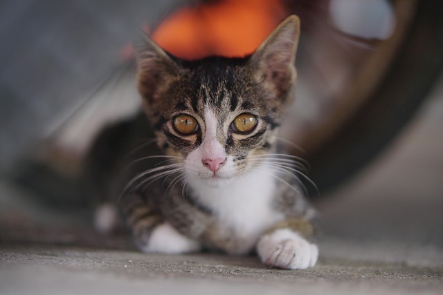 Sally Murphy tweet media