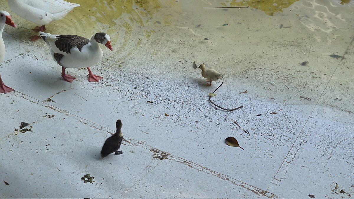 Efren Casas tweet media