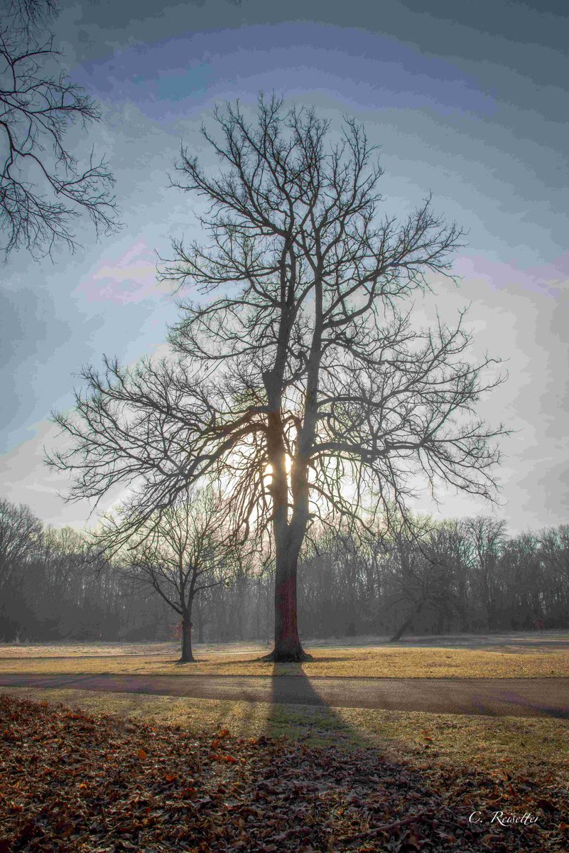 Can you guess by looking at this photo what is an IL endangered species, the State Champion and NLI's Legacy Tree Program's March Tree of the Month? Find out here:
naturalland.org/uncommon-rock-…