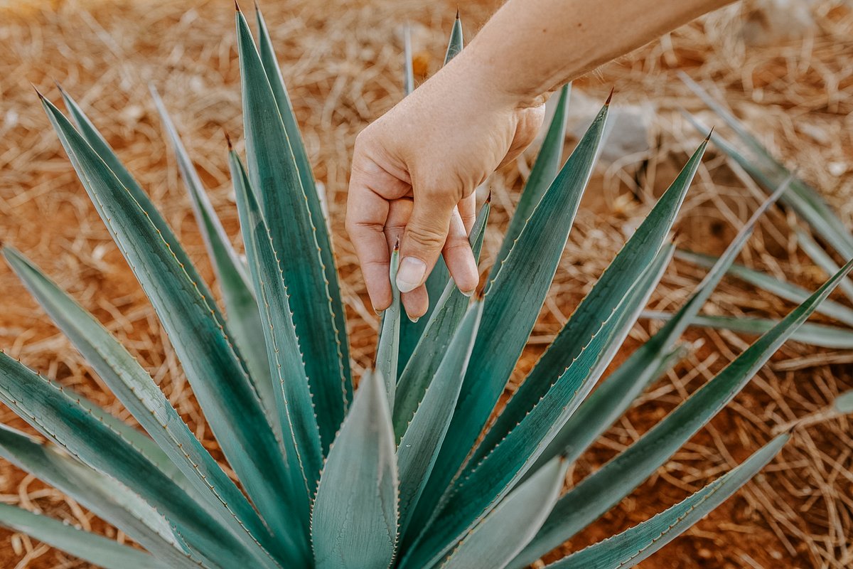 We don't rush the agave. It takes 8 years to get this right.

#tccrafttequila #tequila #blanco #reposado #anejo #extraanejo #agave