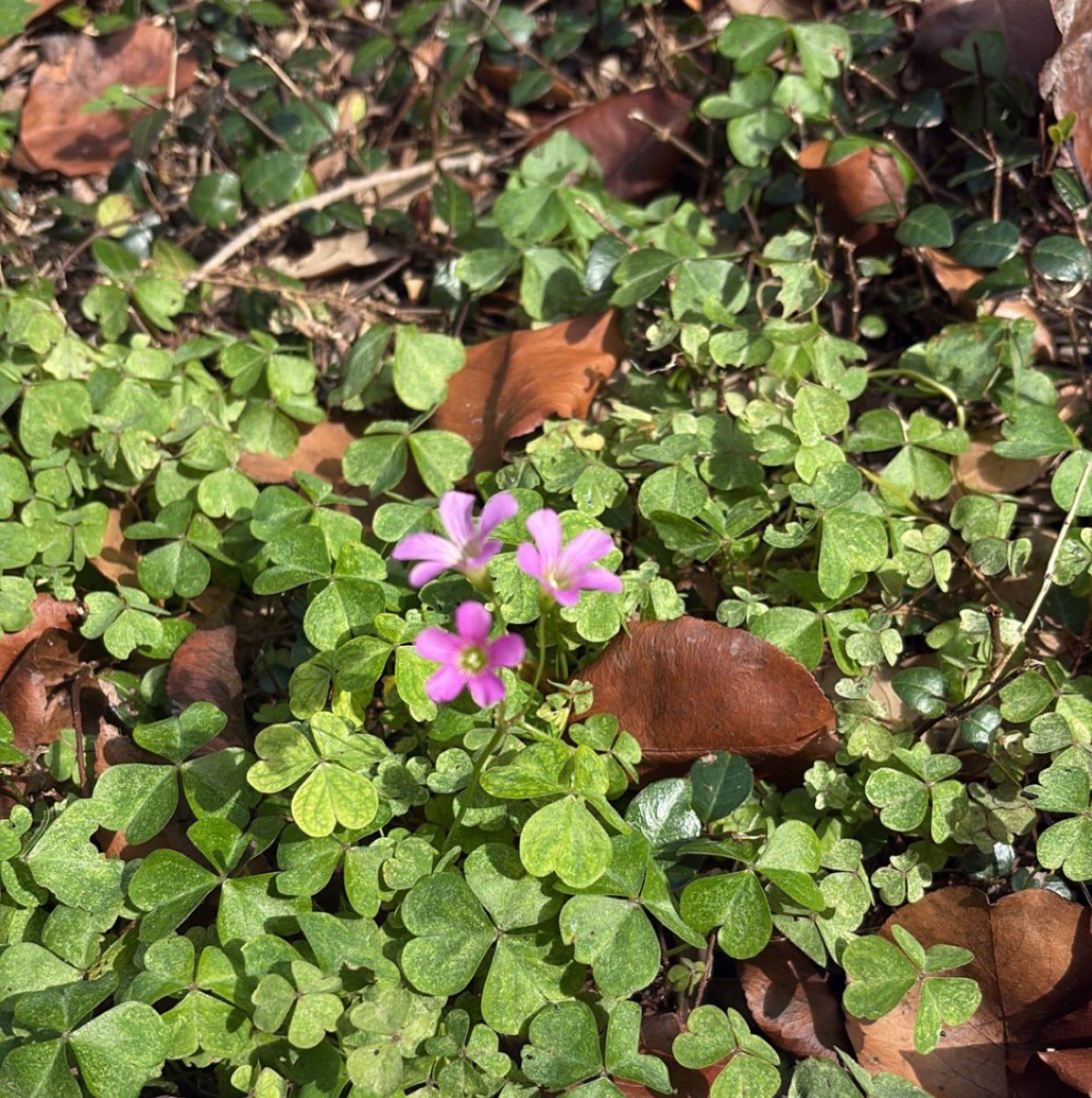 Purple flower 🪻felt HoodiBrons aura and wanted him to take a picture of it.

But let me take the time to say a quote i created for the people out there who are struggling with fitting in:

“Be that person who stands out in a field of copies 💜”