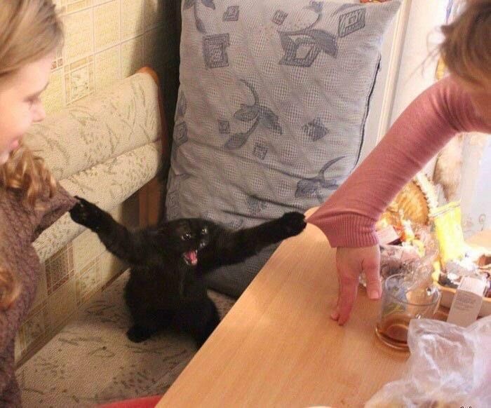 Black cats are not bad luck tweet media