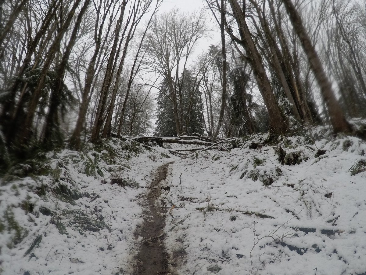 クランベリー tweet media