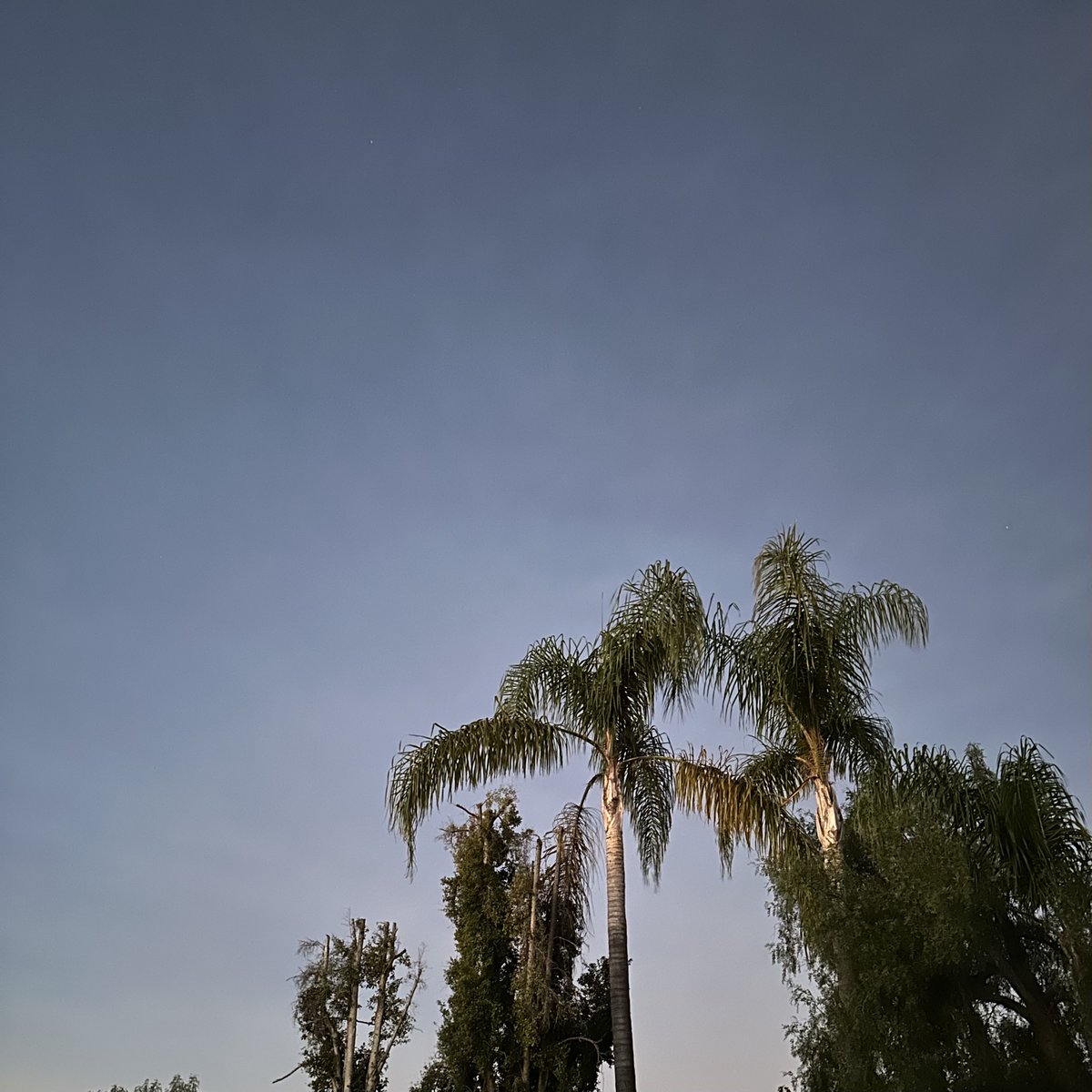 Rivulets tweet media