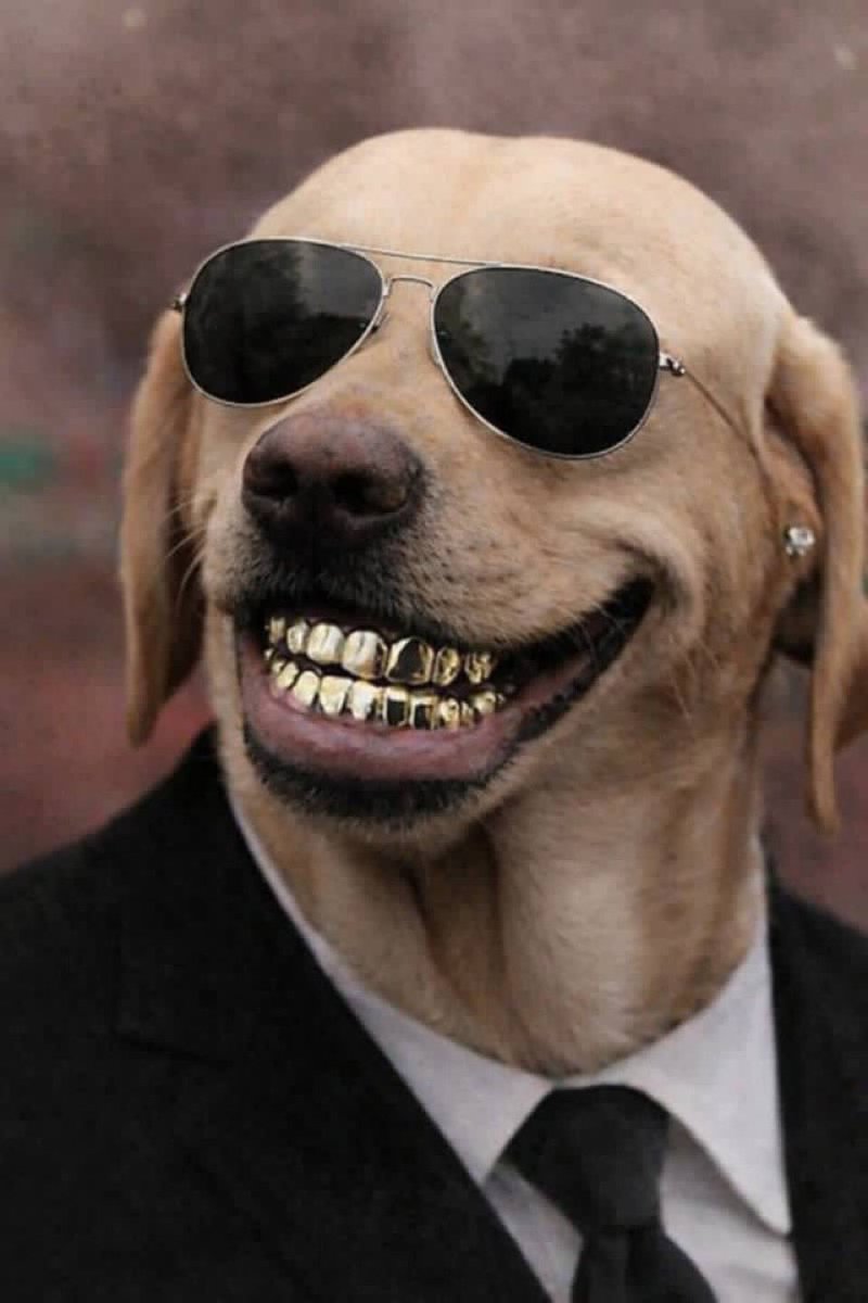 OAlapo's tweet photo. Ngl, $DOG @CryptoDogHD might be the one you’ll be mad you missed

The community is already locked in, memes are running, and the mob engine is literally built for moments like this. Everything is set up. 

The only thing left is the chart doing what we all know it’s about to do. https://t.co/If8aUAWbo4