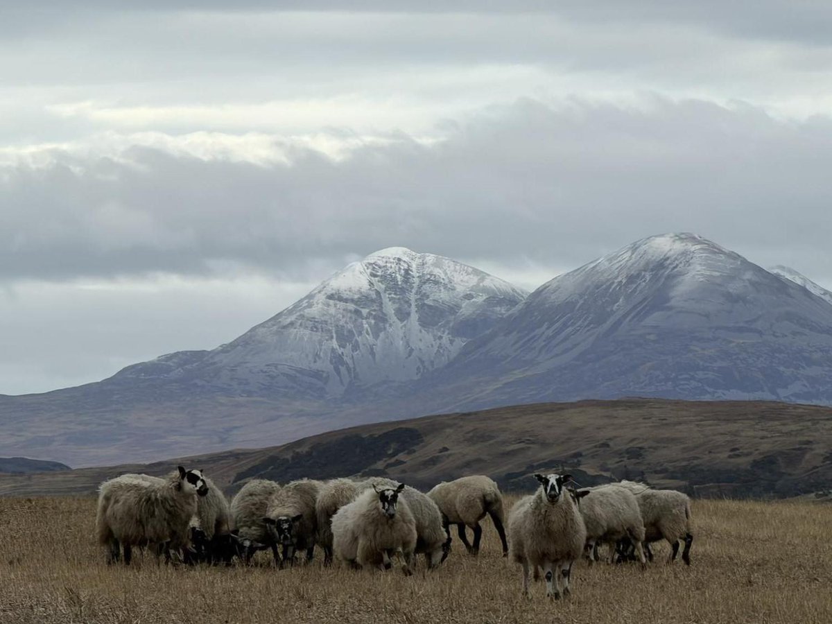 The Scottish Farmer tweet media