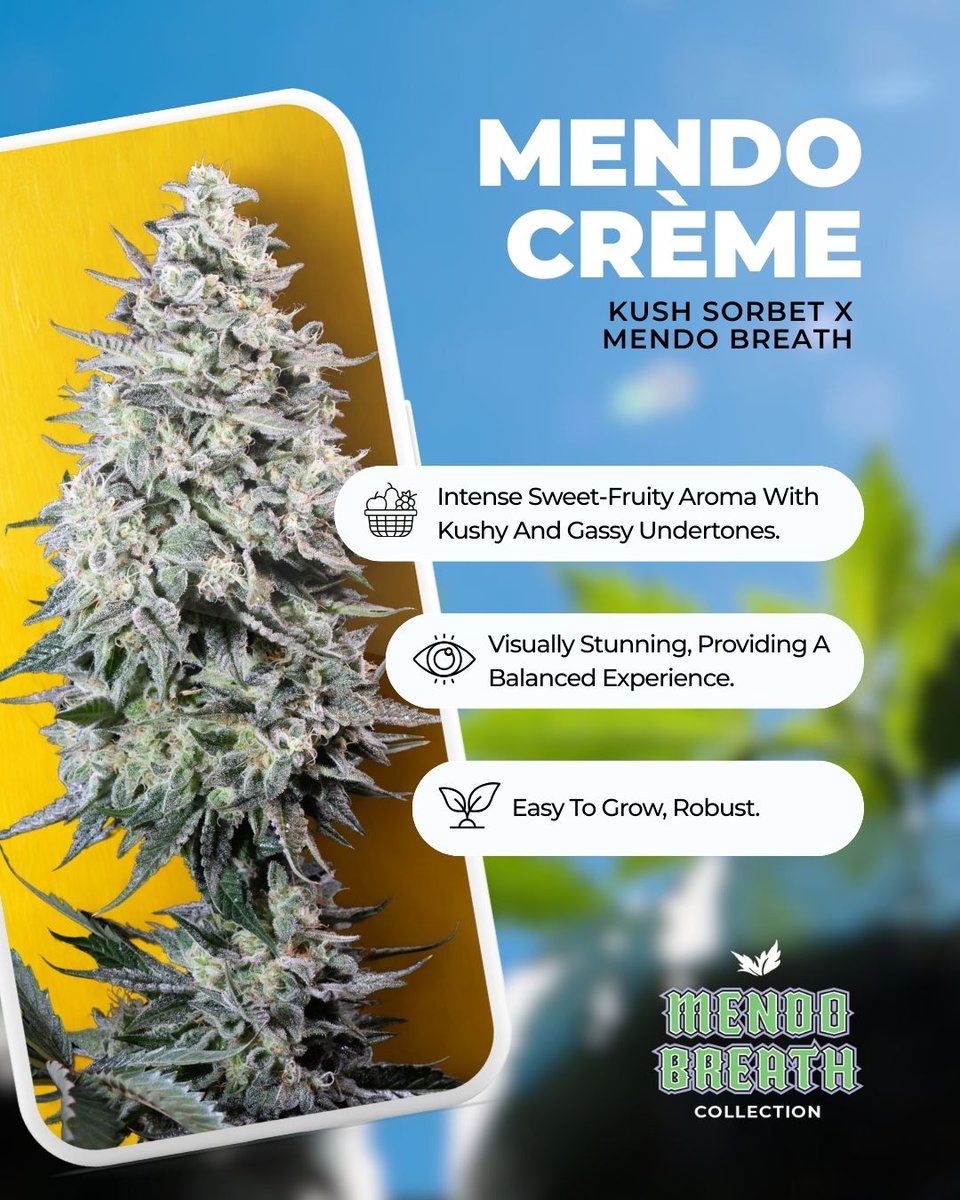 Paradise Seeds tweet media