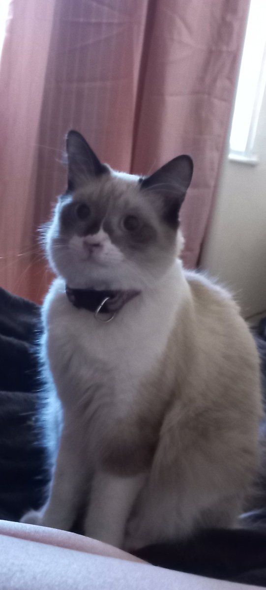 rôse gên tweet media