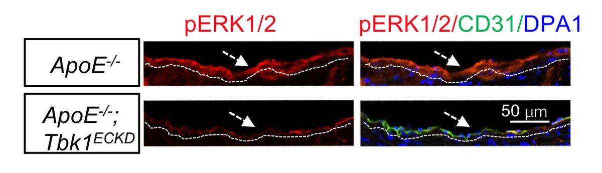 Circulation Research tweet media