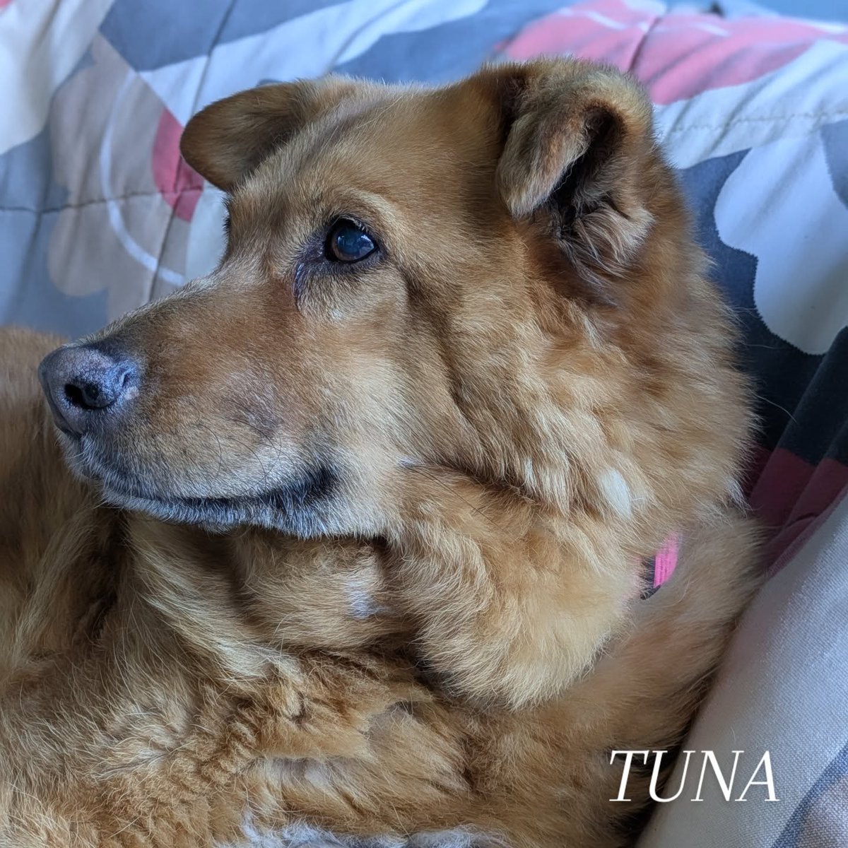 SosAbuelos1's tweet image. #PONTEVEDRA
#TUNA tiene 13 años y los ha pasado en la prote 😔 ... 

Es una buena perrita. Compatible con perros.

La pobre no necesita demasiado. Pasea poquito por culpa de la cadera, así que si la casita donde fuera tuviese un jardín para poder salir cuando ella quisiera y