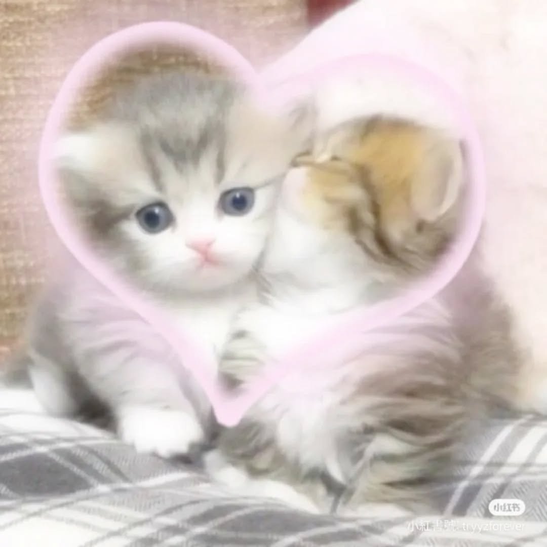 Punch Cat tweet media