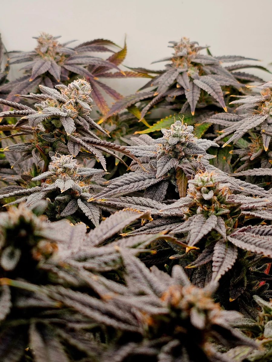 Lotus Nutrients tweet media