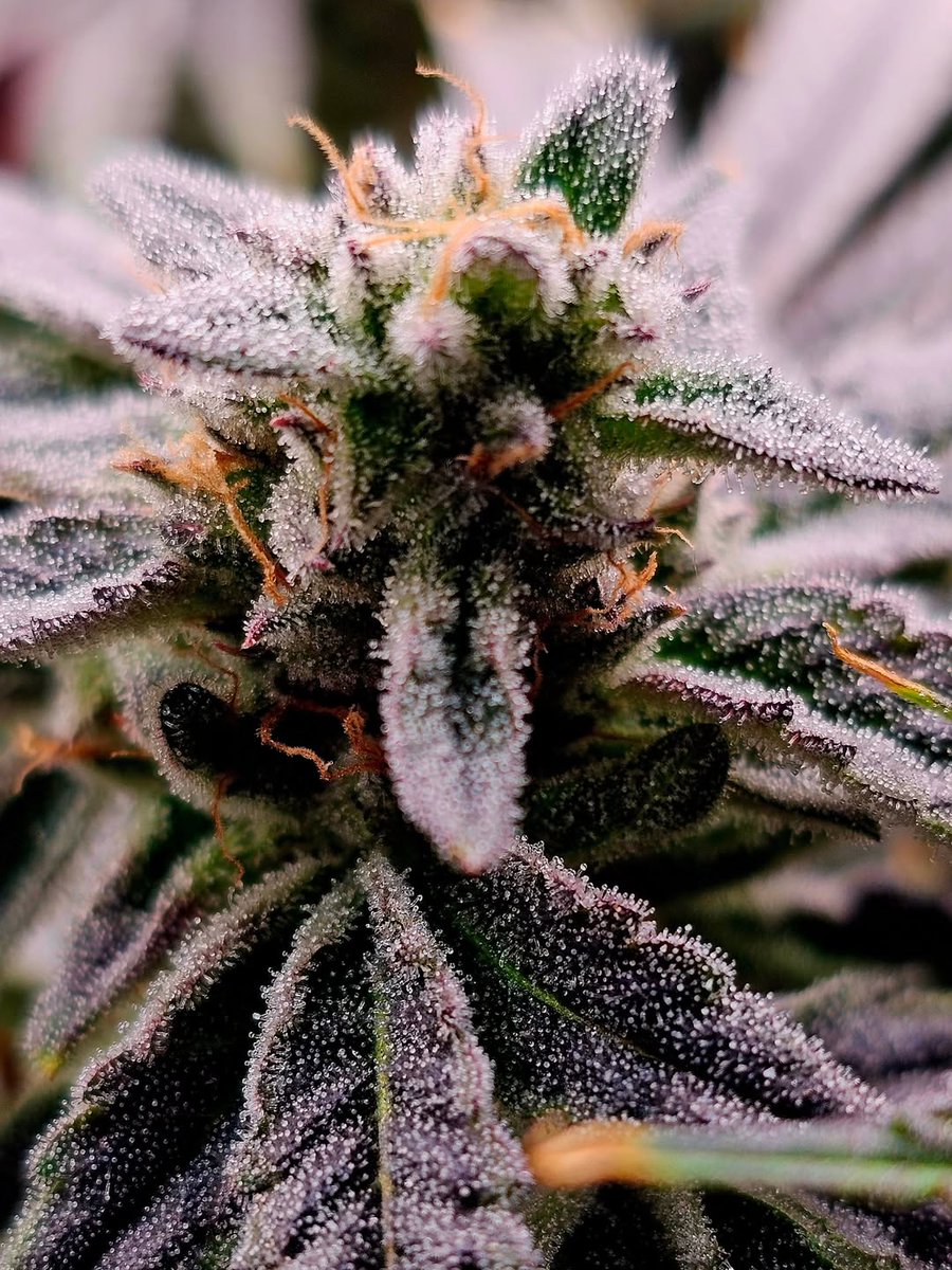 Lotus Nutrients tweet media