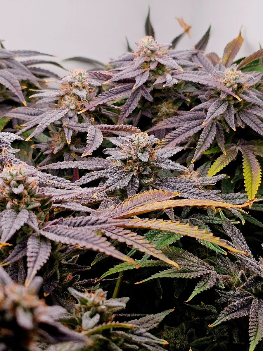 Lotus Nutrients tweet media