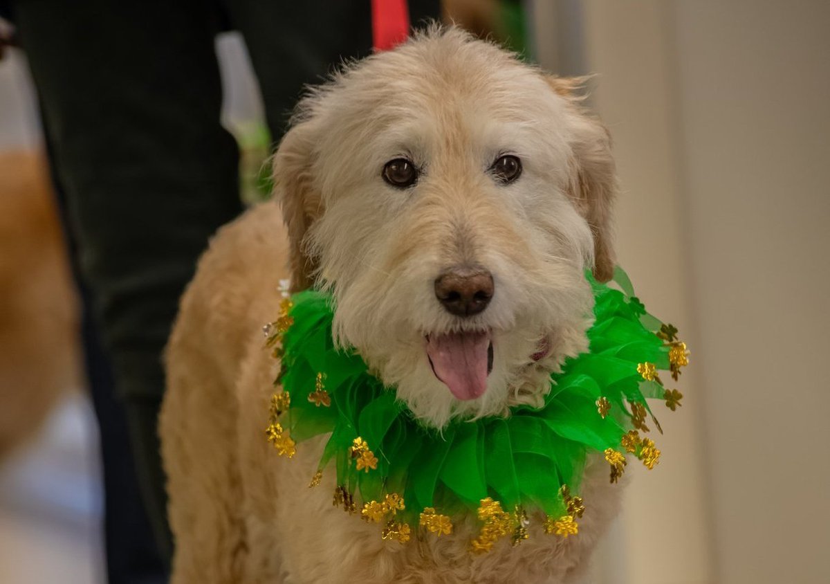 cchosp's tweet photo. Our beloved therapy dogs stopped by to spread some cheer, dressed in their festive finest. As they made their way through the hospital, they delivered smiles, laughter, and a few much-needed moments of comfort to patients, visitors, and staff alike. https://t.co/F5HbCWspMW