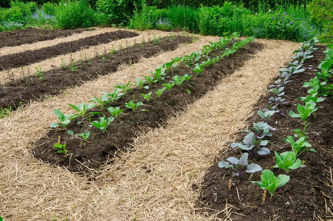 _Blu_Roses_'s tweet photo. Build your own garden or chicken coop in Mocksville, NC. Garden plot rentals include space, water access, quiet practice, and practical guidance from experienced staff. Private-pay, non-clinical support available—tour or ask anytime. https://t.co/vFgG8OmbpG https://t.co/t9xnJE62Ez