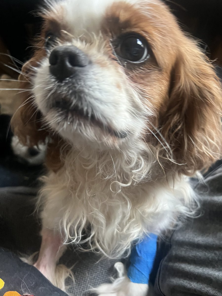 jean d4rk cross bitume 🇵🇸 tweet media