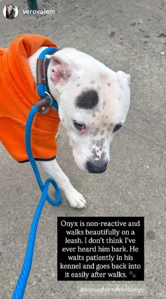 NMBewitched's tweet image. #LuckyCharm🍀💝
#StPattysDay 
#StPatricksDay 

Onyx💘💖🎁
He has been my Valentine, my cuddle day dog, my Halloween, my secret Santa
Now he is my shamrock☘️
And if not #Adopted or Killed my #EasterBunny

Onyx is a #LongStay
177 Days in a cage at #QACC 
I think there are only 2 of