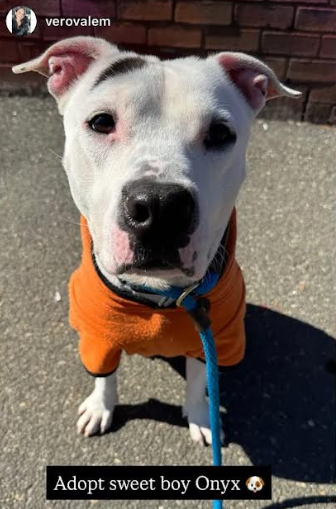 NMBewitched's tweet image. #LuckyCharm🍀💝
#StPattysDay 
#StPatricksDay 

Onyx💘💖🎁
He has been my Valentine, my cuddle day dog, my Halloween, my secret Santa
Now he is my shamrock☘️
And if not #Adopted or Killed my #EasterBunny

Onyx is a #LongStay
177 Days in a cage at #QACC 
I think there are only 2 of