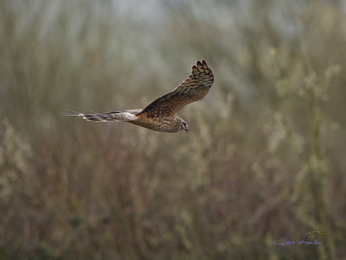 swb_wildlife_cymru tweet media