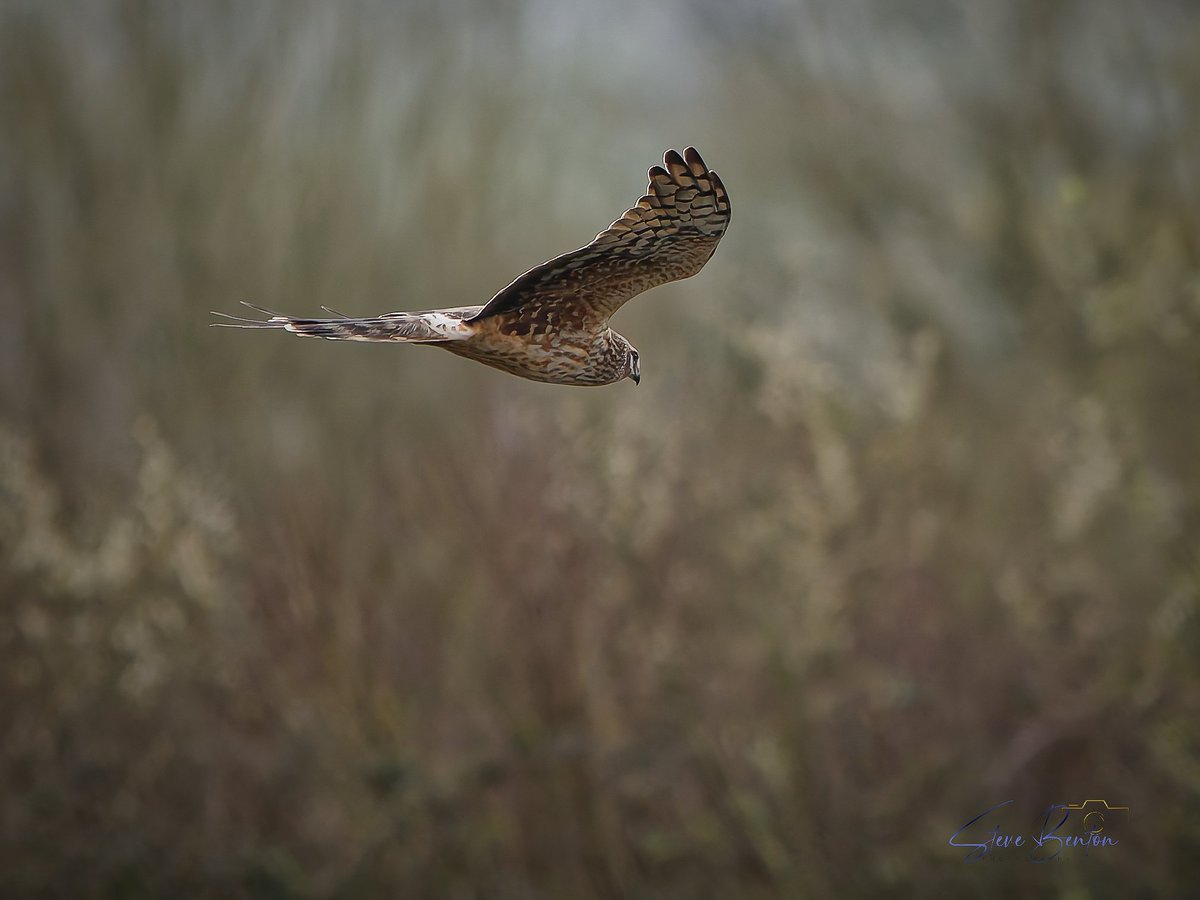 swb_wildlife_cymru tweet media