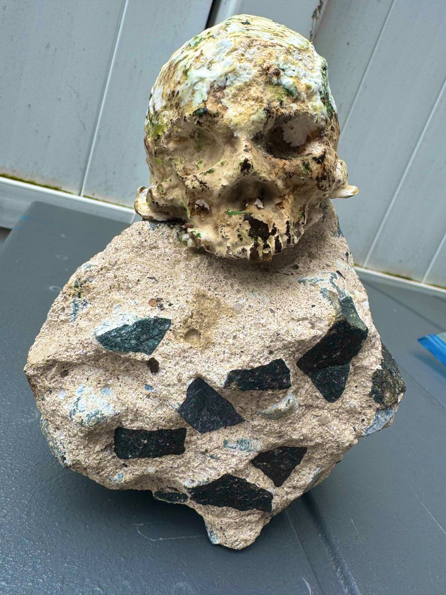 Alien T.A.👻👽🍄 tweet media