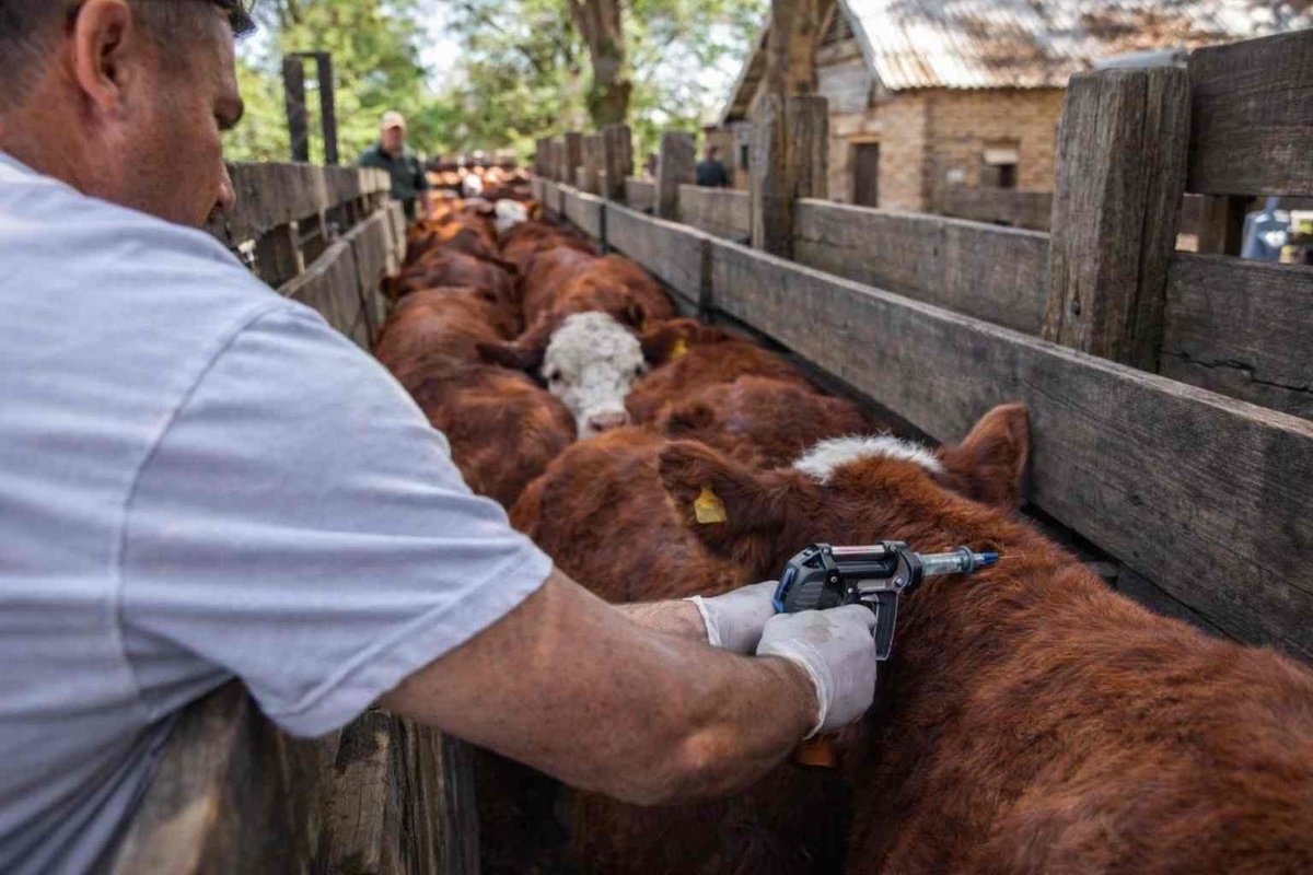 RuralNetOficial's tweet photo. #Ganadería #aftosa #bancodeantígenos #senasa Argentina asegura vacunas ante nuevas cepas de aftosa y accede a un banco internacional de antígenos https://t.co/bCuiPB3vez https://t.co/2rebbVRoPO