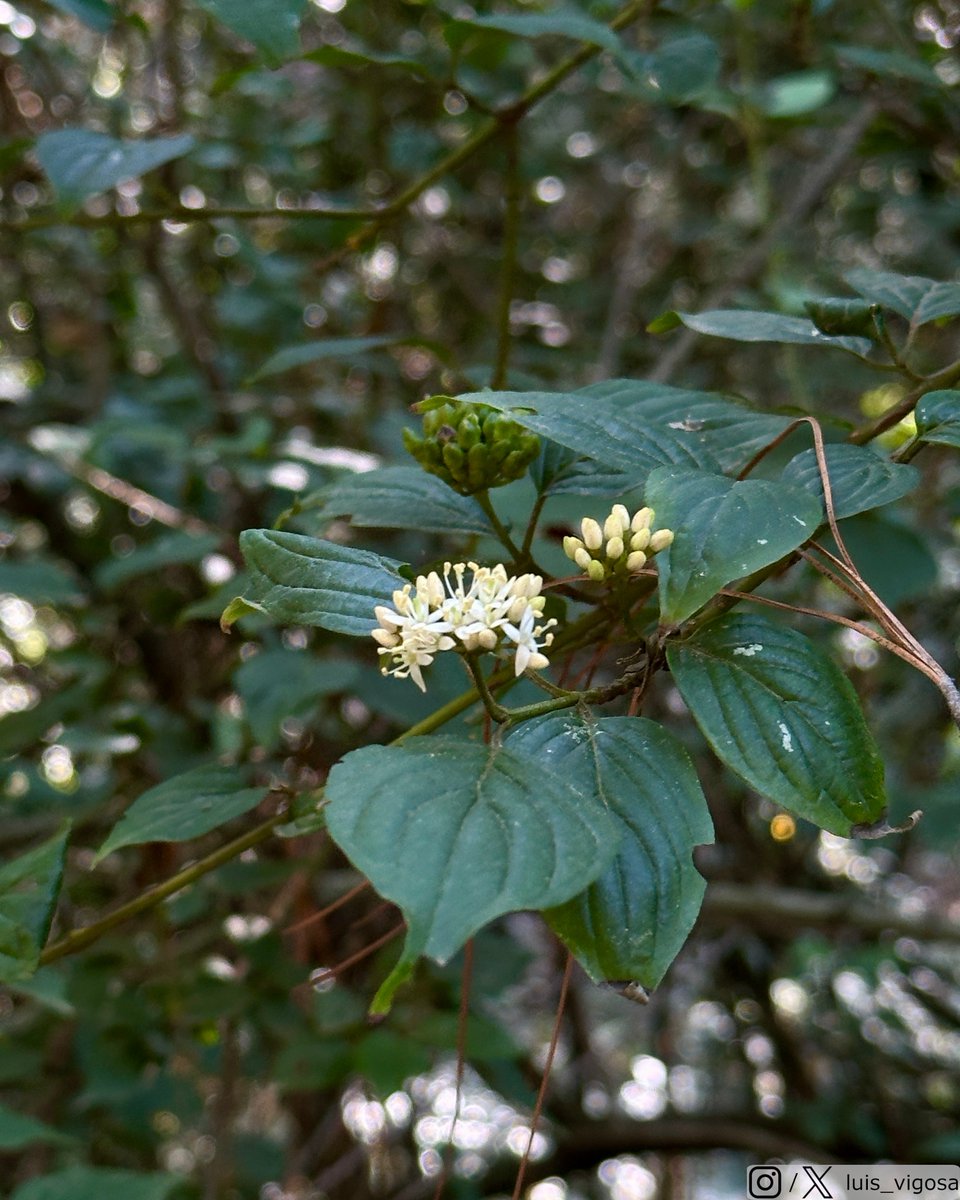 luis_vigosa's tweet image. Cornus excelsa (Cornaceae)
#botany #flowers #taxonomy #plants
