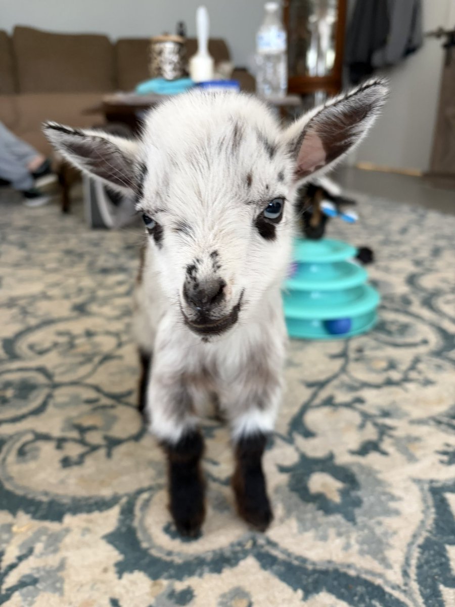 kuddlebee 🐝💗✨ 【MODEL DEBUT APRIL 2ND】 tweet media