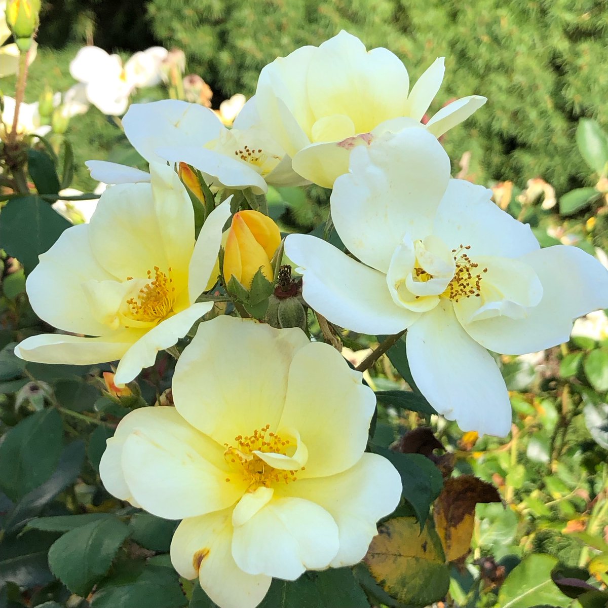 Aura Wellness Center tweet media