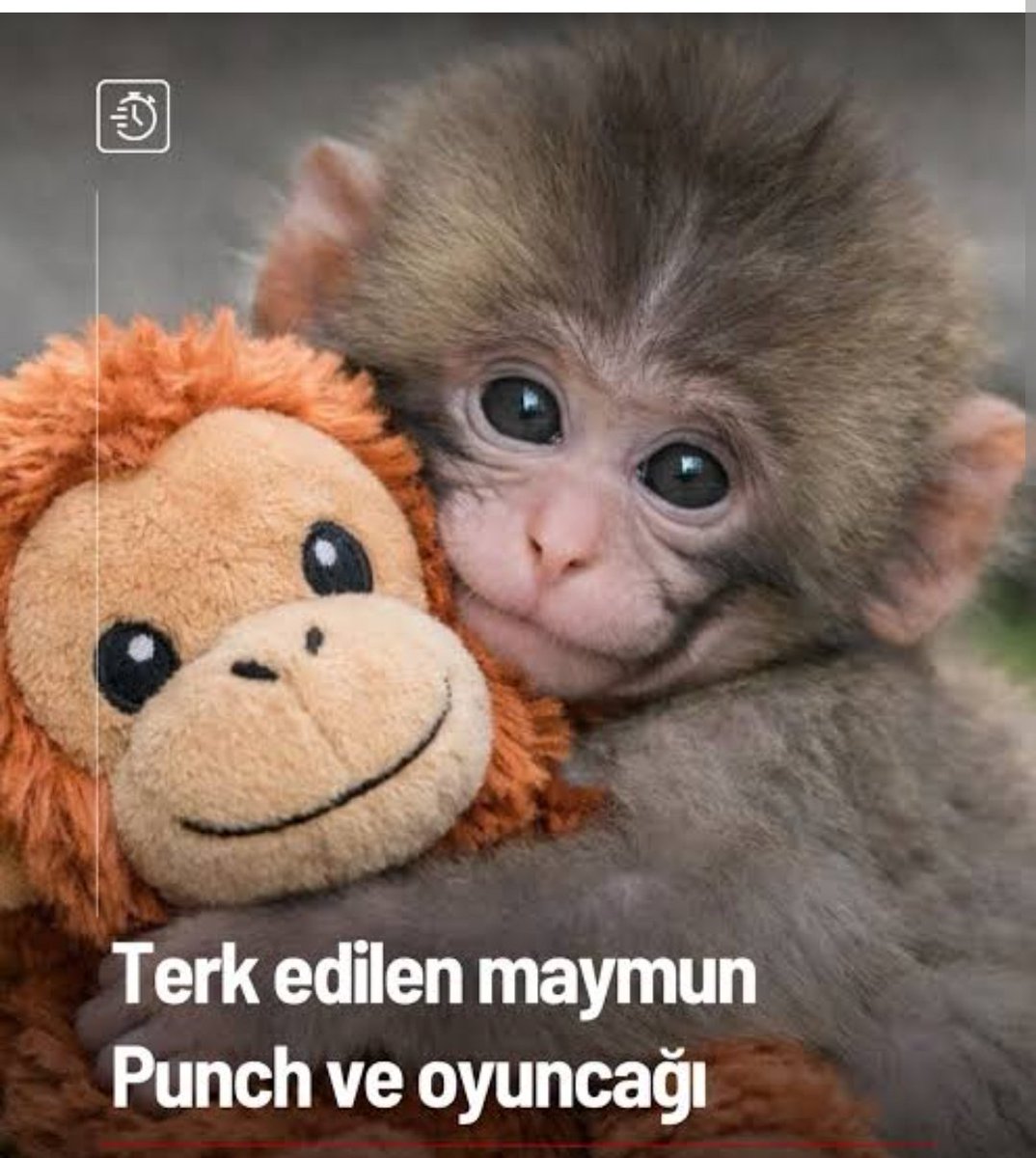 24 saatte 4  ,10 günde 7 emniyet mensubu  intihar etti. 

O kadar can gitti maymun Punch kadar haber olmadı, hatta haber değeri bile taşımadı. 
İntihar eden meslektaşlarımızın çocuklari yokmu , kim sahip çıkacak şimdi onlara

#PoliseYaşamHakkı