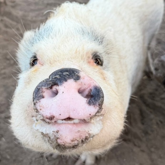 Pig of the Day 🐷 tweet media