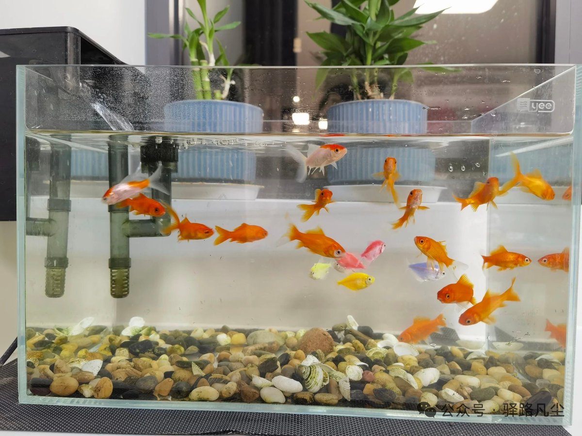 田甜(100%互Fo) tweet media