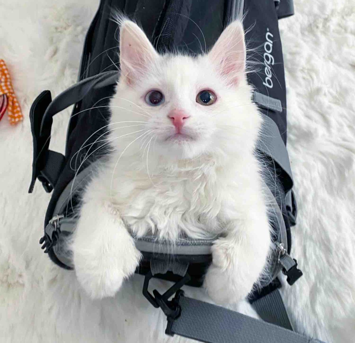 Love Meow tweet media