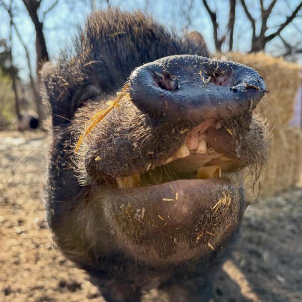 Pig of the Day 🐷 tweet media