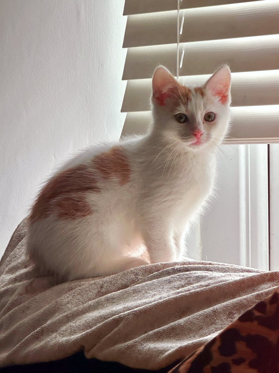 🎨 TORE & CHILI 🐈 tweet media