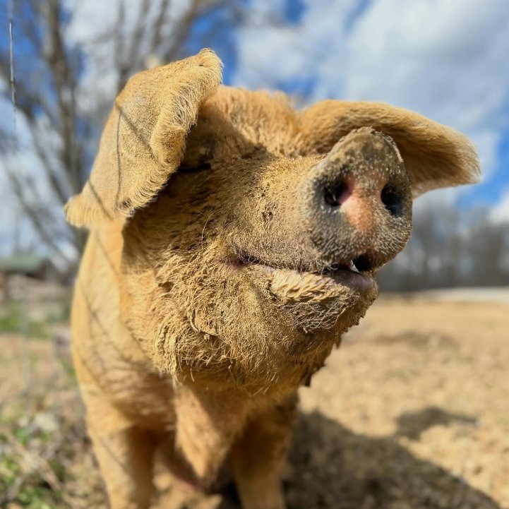 Pig of the Day 🐷 tweet media