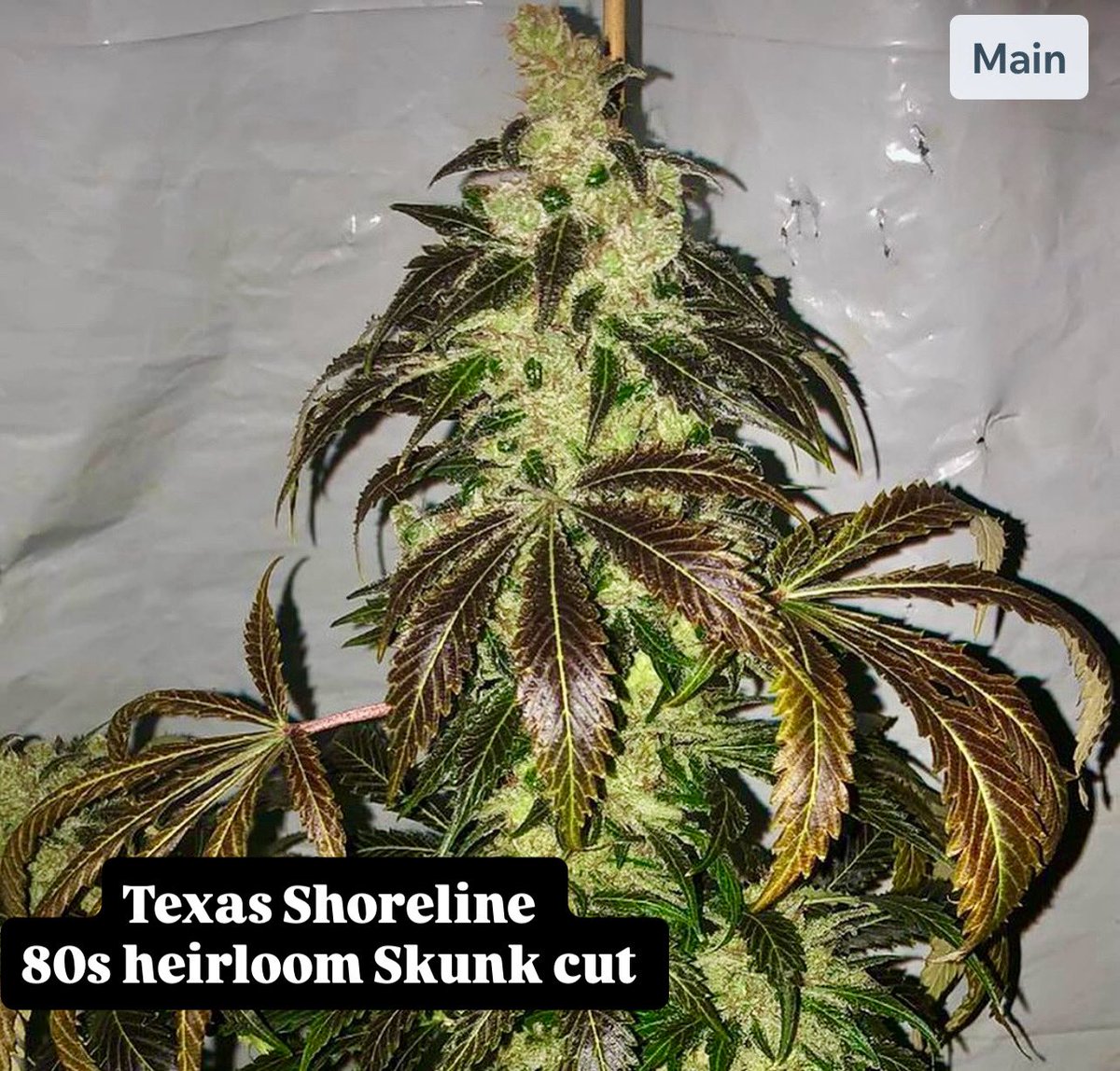 OldSchoolChronic tweet media